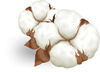 cotton image