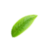 cotton image
