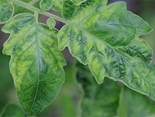 diseasess image