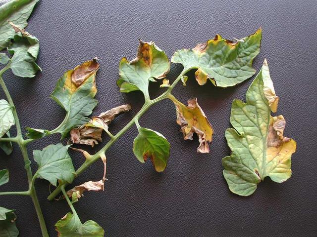 diseasess image