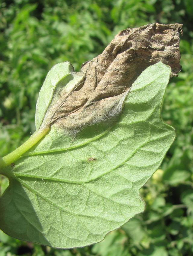 diseasess image