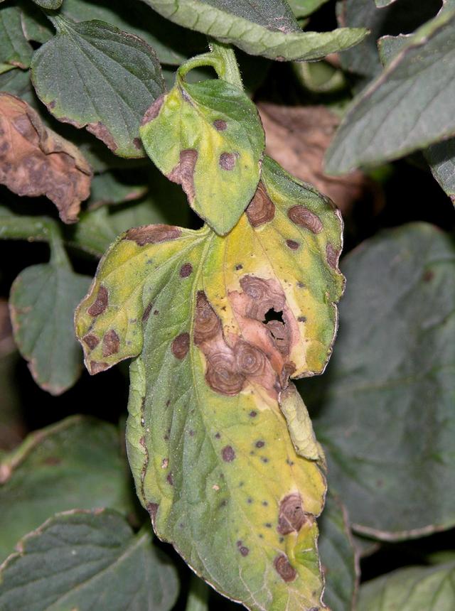 diseasess image