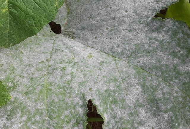 diseasess image