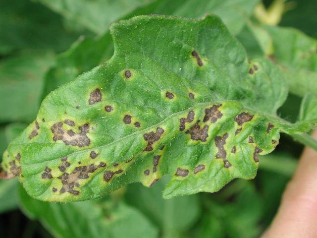 diseasess image