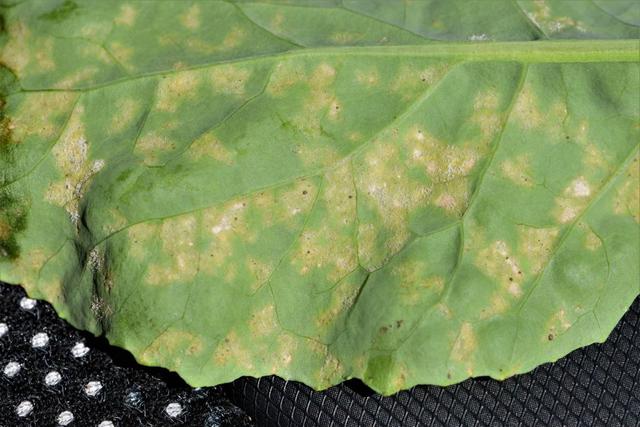 diseasess image
