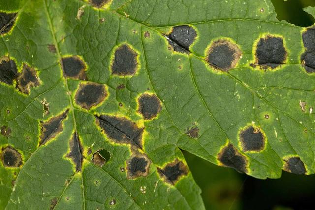 diseasess image