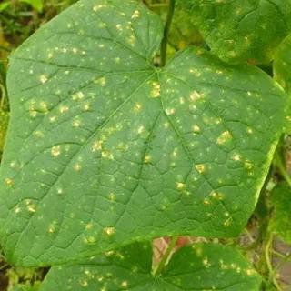 diseasess image